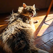 Mew participe au concours pour gagner de l'argent avec cette photo : cat, fluffy, sunlight, wooden_floor, pet, animal, licking, fur, relaxed, indoor, sunbeam, cute, whiskers, paw, daylight, cozy, mammal, feline, resting, home
