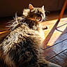 cat, fluffy, sunlight, wooden_floor, pet, animal, licking, fur, relaxed, indoor, sunbeam, cute, whiskers, paw, daylight, cozy, mammal, feline, resting, home