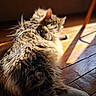 cat, fluffy, fur, sunlight, wooden_floor, pet, animal, indoor, relaxing, sleeping, cozy, warm_light, domestic_cat, feline, shadow, quiet, resting, home, natural_light, closeup