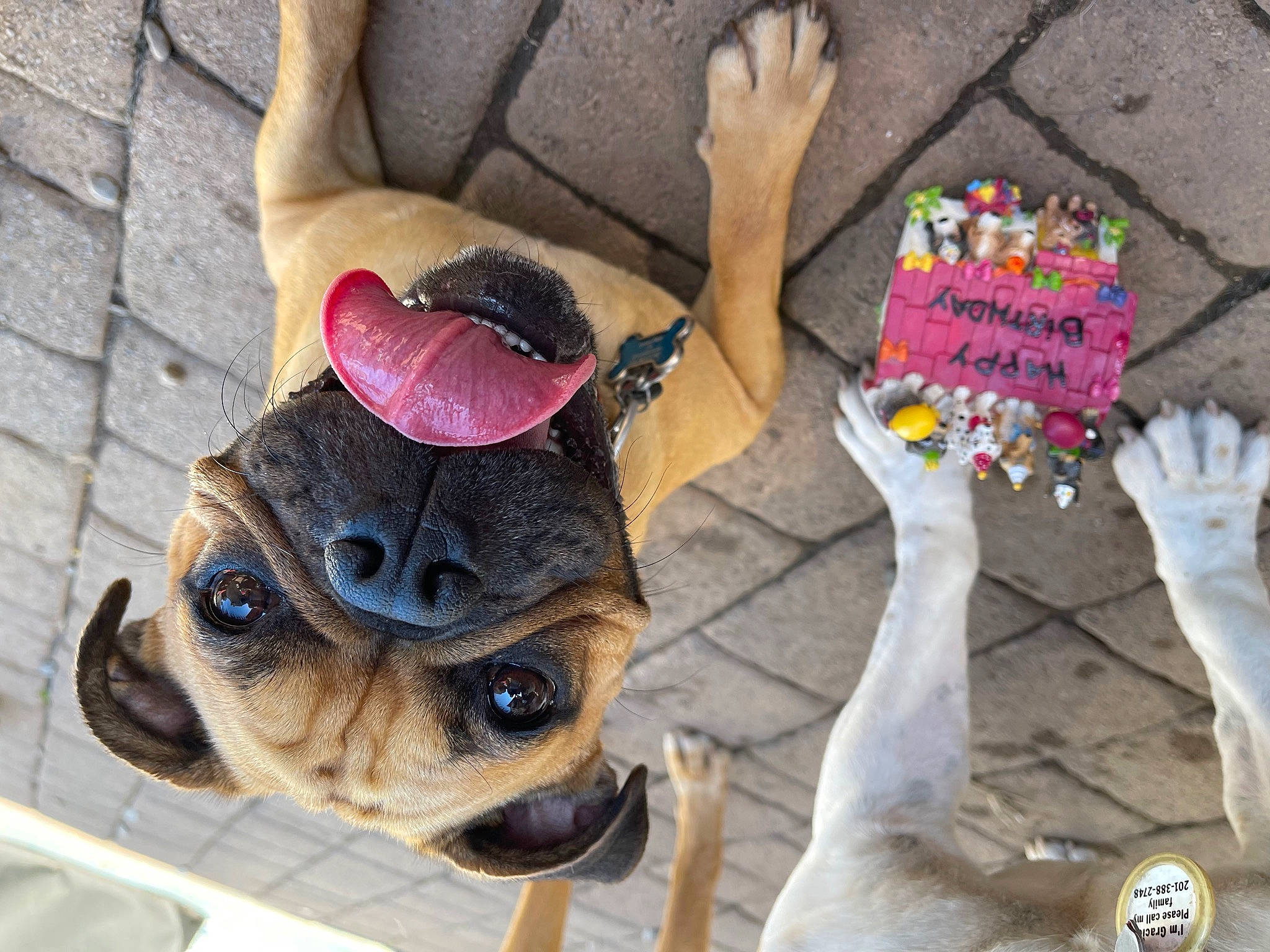 Tanner is registered to the contest to win money with this photo: carnivore, companion_dog, cool, dog, dog_breed, dog_clothes, eyewear, fawn, finger, glasses, hat, photograph, shoe, snout, street_fashion, sunglasses, textile, vision_care, white, working_animal
