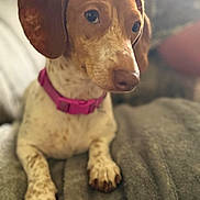 Minnie Mayham is registered to the contest to win money with this photo: dog, pet, animal, brown, white, spotted, collar, pink_collar, paws, fur, cute, indoors, blanket, cozy, portrait, close_up, resting, canine, ears, snout