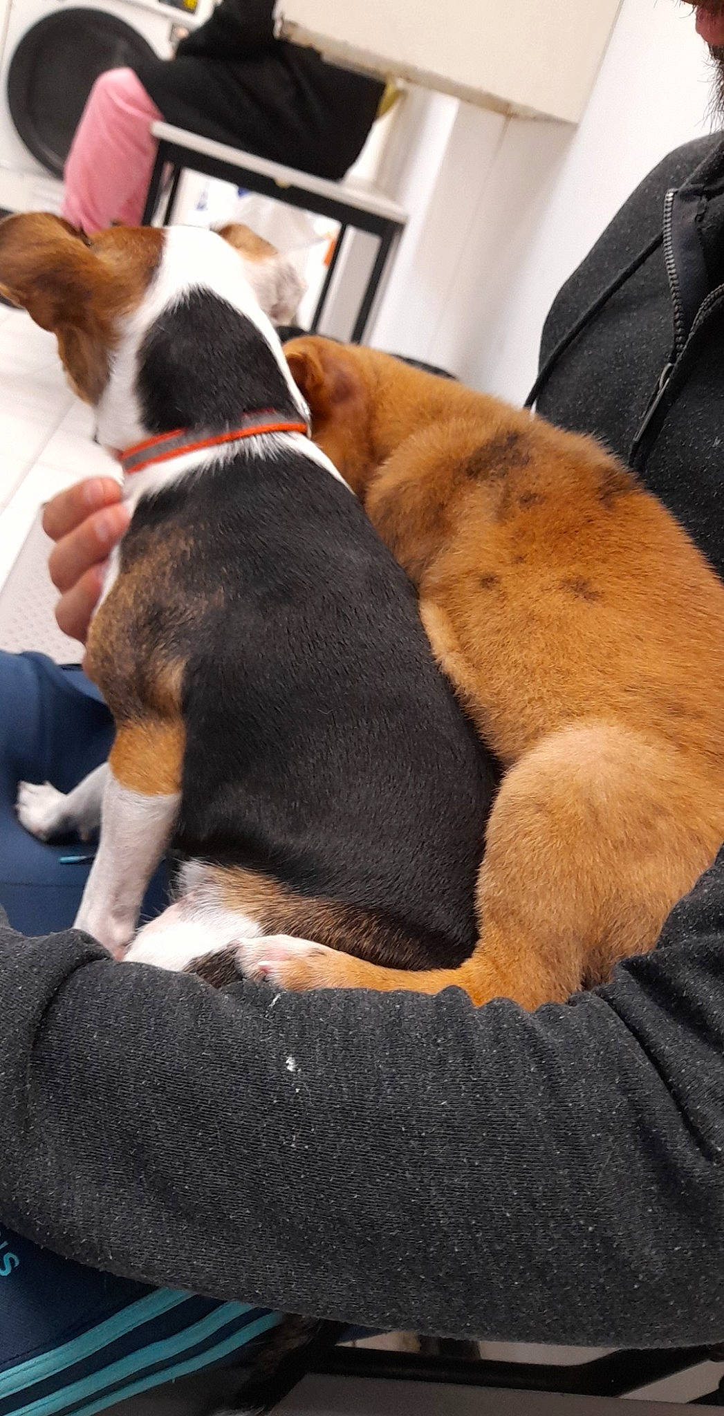 Princesse participe au concours pour gagner de l'argent avec cette photo : beagle, canidae, carnivore, dog, dog_breed, drever, ear, entlebucher_mountain_dog, fawn, finnish_hound, hamiltonstovare, mammal, nap, paw, pocket_beagle, puppy, puppy_love, serbian_tricolour_hound, snout, vertebrate