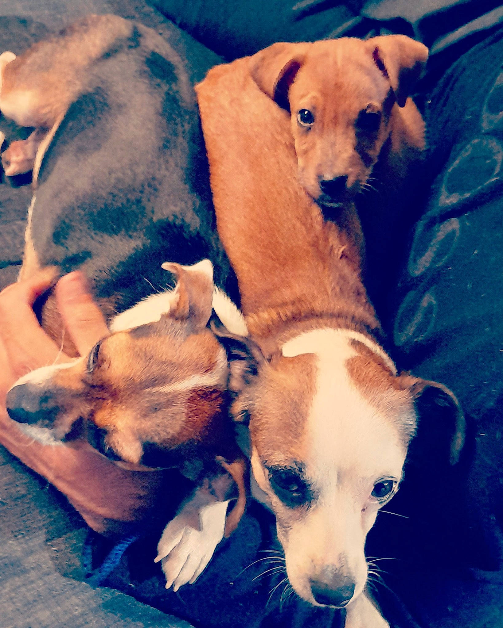 Princesse a rejoint le concours — aidez-le/la à gagner de superbes lots ! canidae, carnivore, companion_dog, dog, dog_breed, fawn, feist, italian_greyhound, lurcher, mammal, puppy, puppy_love, snout, vertebrate, whippet