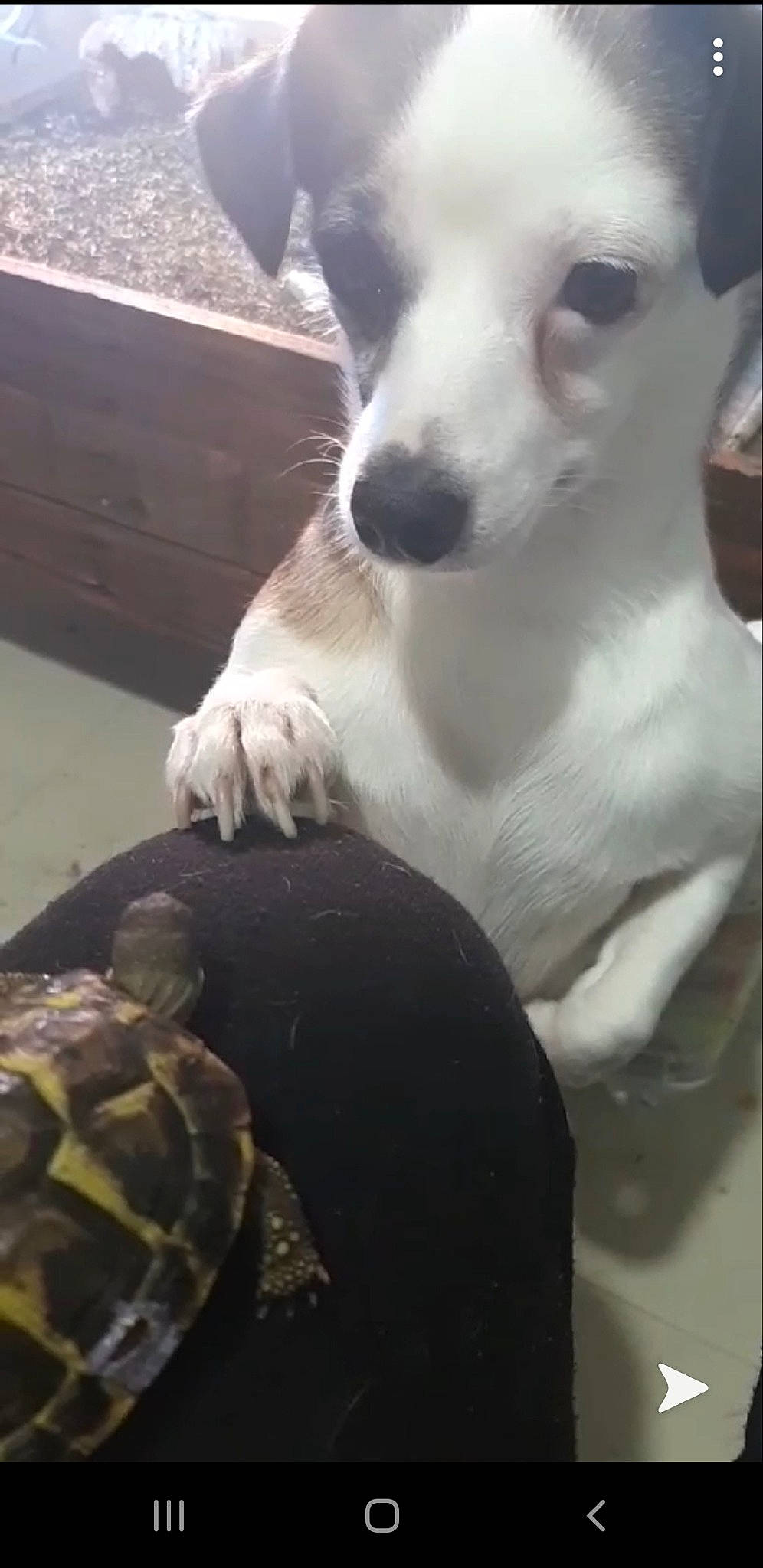 Luna participe au concours pour gagner de l'argent avec cette photo : canidae, carnivore, dog, dog_breed, fawn, non_sporting_group, nose, snout, sporting_group, street_dog, tortoise, vertebrate, whippet