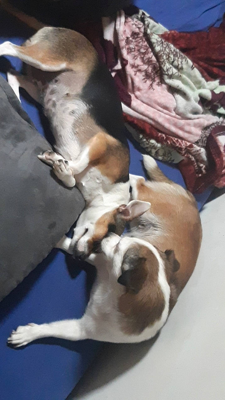 Luna participe au concours pour gagner de l'argent avec cette photo : american_foxhound, basset_hound, beagle, canidae, carnivore, coonhound, dog, dog_breed, fawn, mammal, pointer, sporting_group, treeing_walker_coonhound, vertebrate, whippet