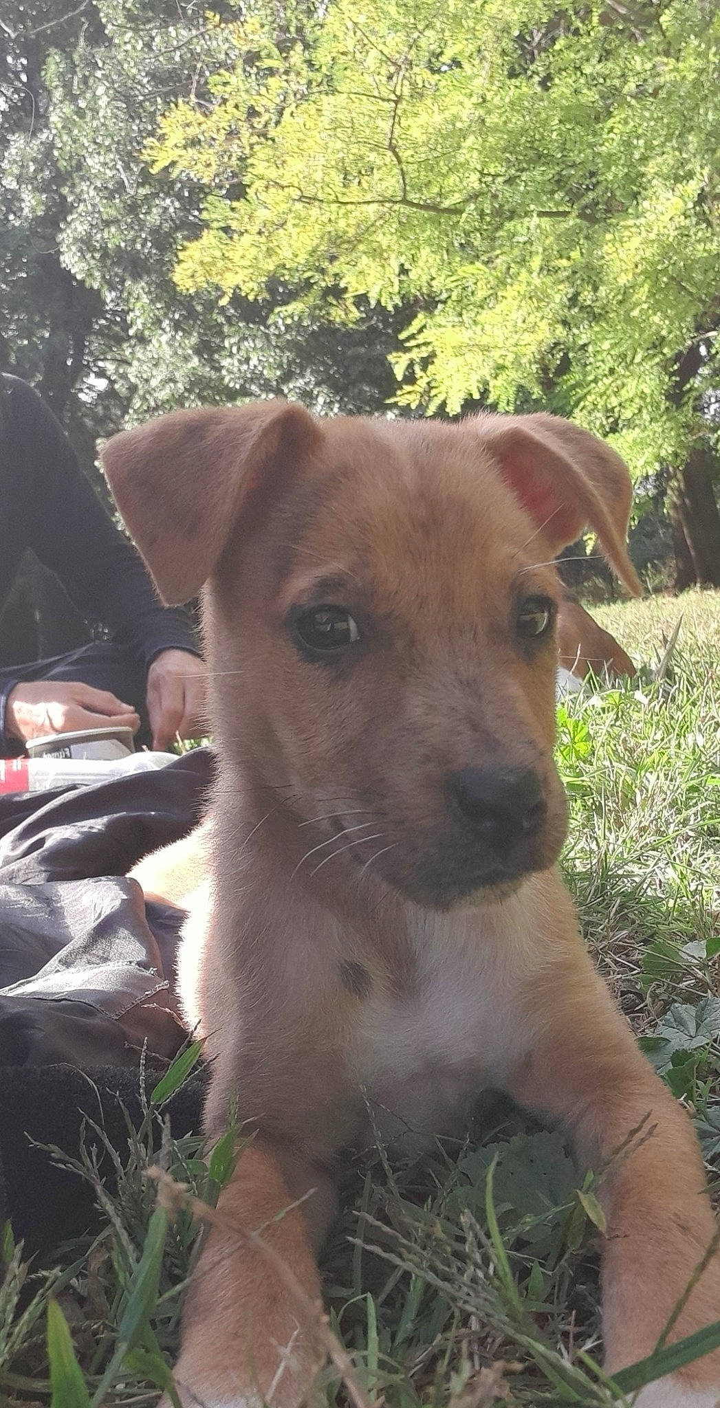 Roxy a rejoint le concours — aidez-le/la à gagner de superbes lots ! canidae, carnivore, dog, dog_breed, fawn, fox_terrier, mammal, potcake_dog, puppy, rare_breed_dog, smooth_fox_terrier, snout, street_dog, vertebrate