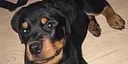 Percy participe au concours pour gagner de l'argent avec cette photo : puppy, rottweiler, dog, pet, indoor, floor, curious, black_and_tan, lying_down, young_dog, canine, domestic_animal, looking_up, fur, ears, tail, paws, animal, cute, companion