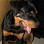Percy participe au concours pour gagner de l'argent avec cette photo : rottweiler, puppy, dog, sitting, floor, tongue_out, black_and_tan, pet, animal, indoor, canine, young_dog, fur, ears, tail, curious, looking_away, close_up, domestic_animal, mammal