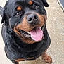 rottweiler, dog, canine, pet, smiling, tongue_out, happy, black_fur, brown_markings, outdoor, concrete, pavement, muzzle, ears, paw, playful, looking_up, close_up, animal, friendly