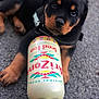 Percy a rejoint le concours — aidez-le/la à gagner de superbes lots ! rottweiler, puppy, dog, animal, pet, bottle, iced_tea, arizona, pavement, outdoor, black_and_tan, cute, curious, closeup, young, fur, paw, collar, drink, beverage