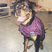 Percy participe au concours pour gagner de l'argent avec cette photo : dog, rottweiler, pet, indoor, floor, jersey, clothing, tongue, smile, animal, canine, flash, glowing_eyes, concrete_floor, room, sportswear, purple, sitting, happy, casual