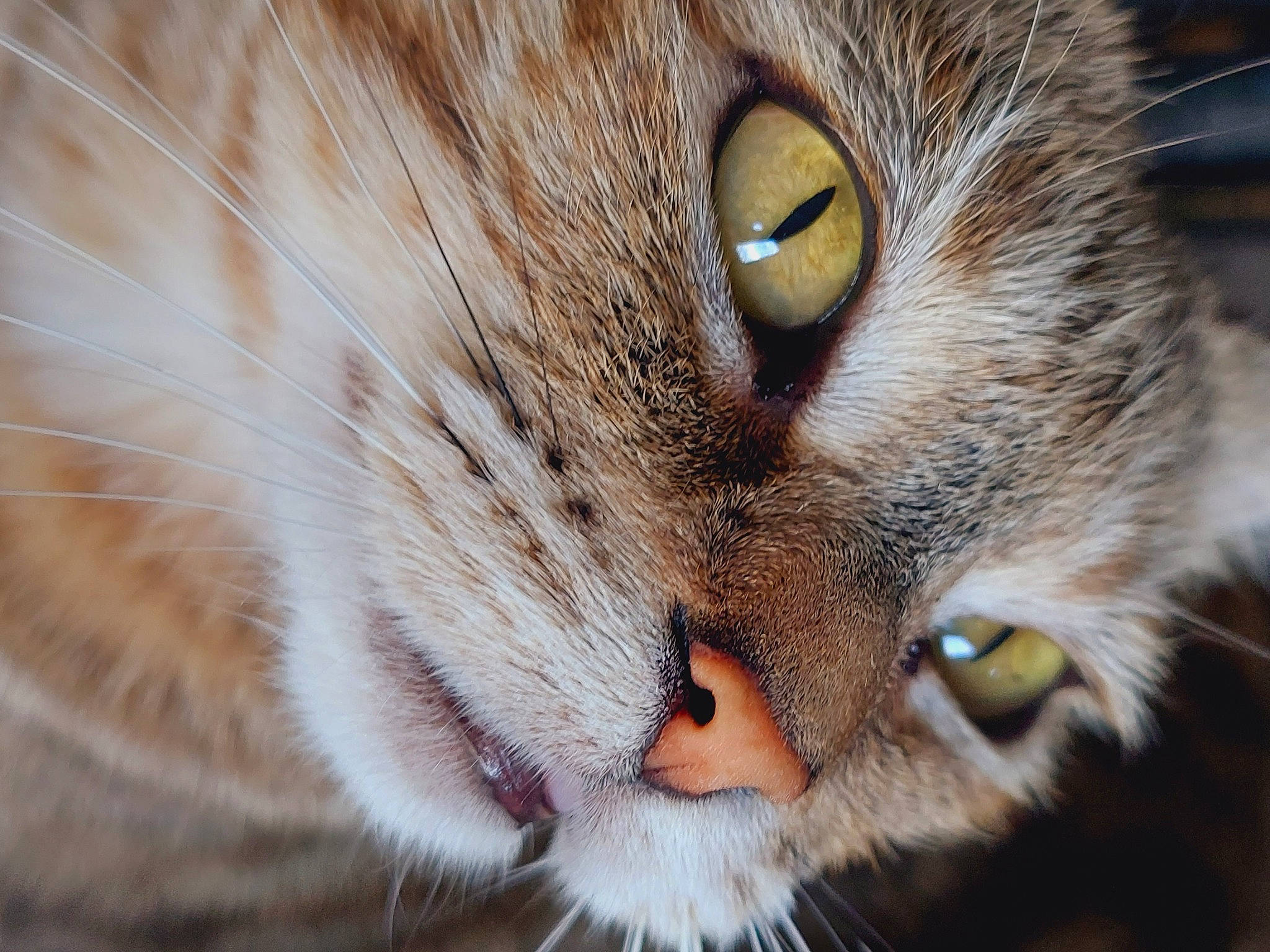 Nalah participe au concours pour gagner de l'argent avec cette photo : carnivore, cat, close_up, curious, domestic_short_haired_cat, ear, eye, felidae, fur, iris, macro_photography, paw, siberian, small_to_medium_sized_cats, snout, terrestrial_animal, whiskers, wildlife