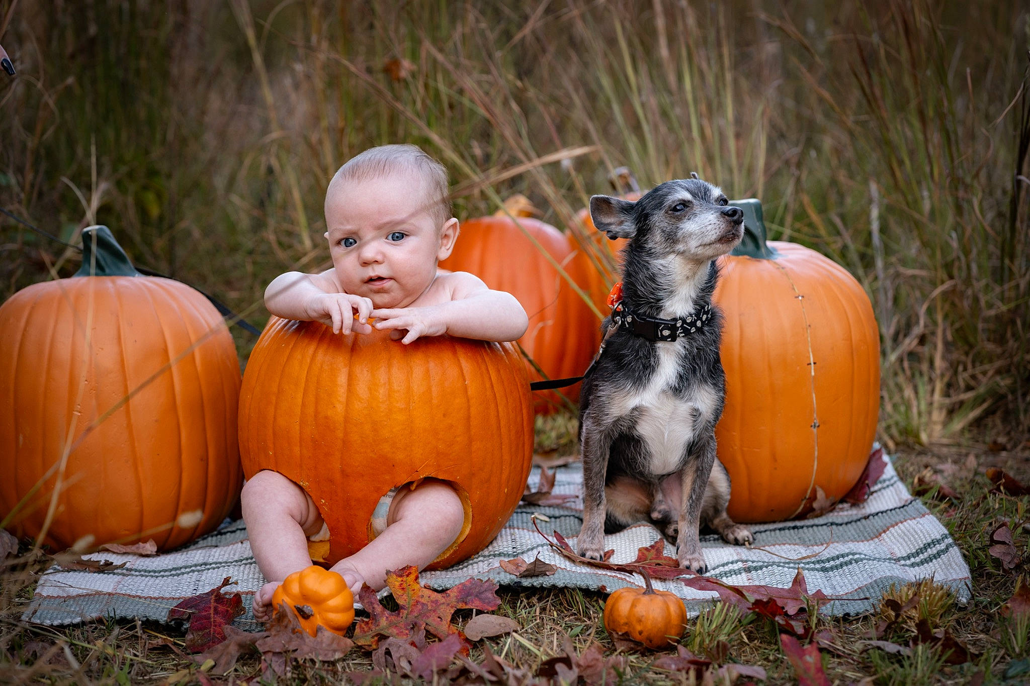 Wyatt joined the competition — help win amazing prizes! baby, calabaza, companion_dog, cucurbita, dog, dog_breed, gourd, grass, happy, natural_foods, people_in_nature, person, plant, pumpkin, sitting, squash, toddler, tree, vegetable, winter_squash