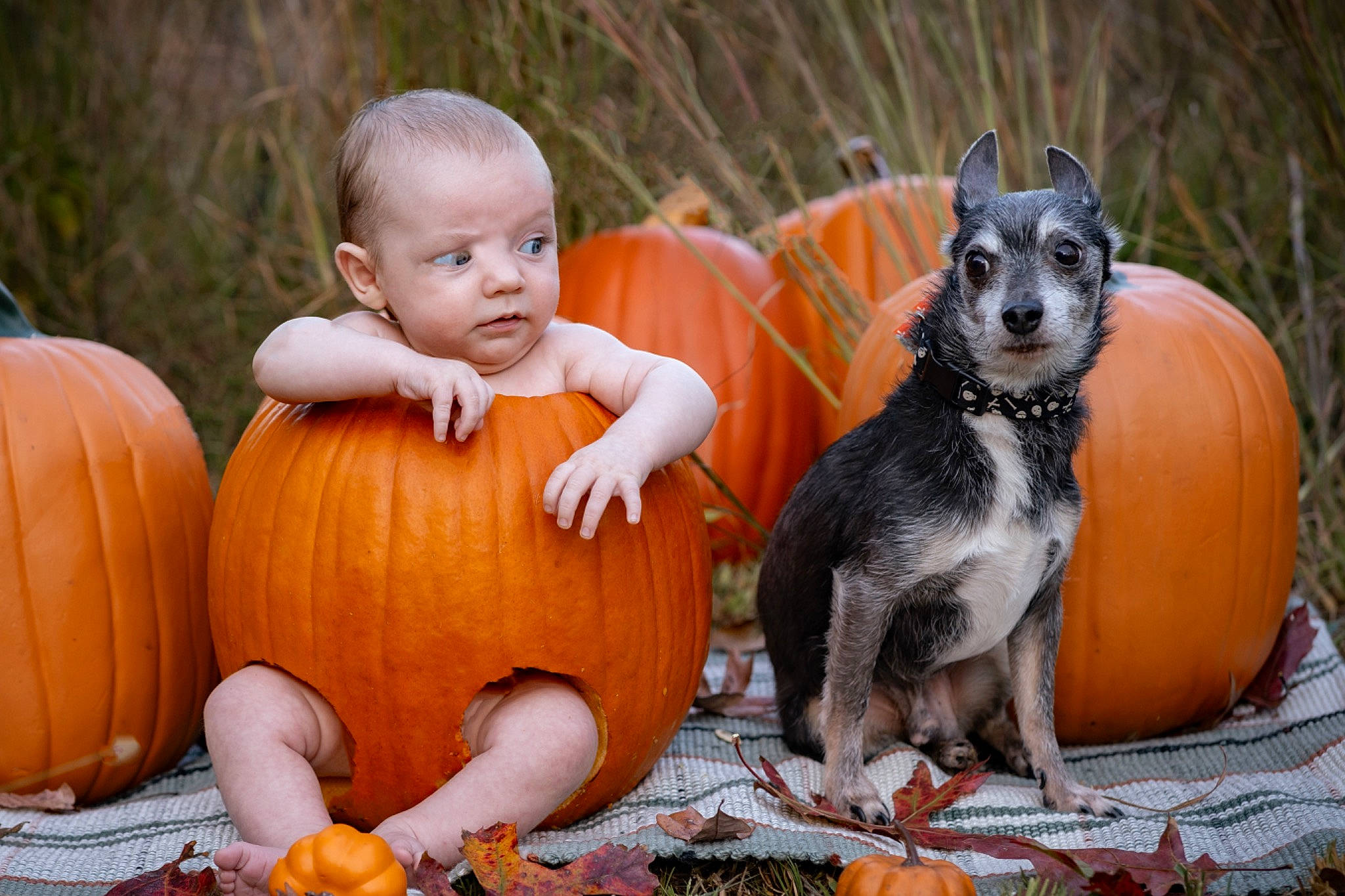 Wyatt is registered to the contest to win money with this photo: calabaza, carnivore, child, companion_dog, cucurbita, dog, dog_breed, fawn, gourd, grass, happy, natural_foods, orange, people_in_nature, person, pumpkin, sitting, toddler, tree, vegetable