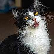 Wolfgang is registered to the contest to win money with this photo: cat, black_and_white, fluffy, golden_eyes, whiskers, pet, feline, indoor, cute, curious, portrait, animal, mammal, young_cat, closeup, fur, looking_up, teeth, nose, ears