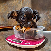 Lilo a rejoint le concours — aidez-le/la à gagner de superbes lots ! puppy, dog, small_dog, container, plastic_container, kitchen_scale, scale, brown_puppy, black_puppy, cute, pet, indoor, closeup, young_dog, curious, animal, domestic_animal, floor, countertop, ears
