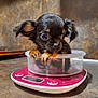 puppy, dog, small_dog, container, plastic_container, kitchen_scale, scale, brown_puppy, black_puppy, cute, pet, indoor, closeup, young_dog, curious, animal, domestic_animal, floor, countertop, ears