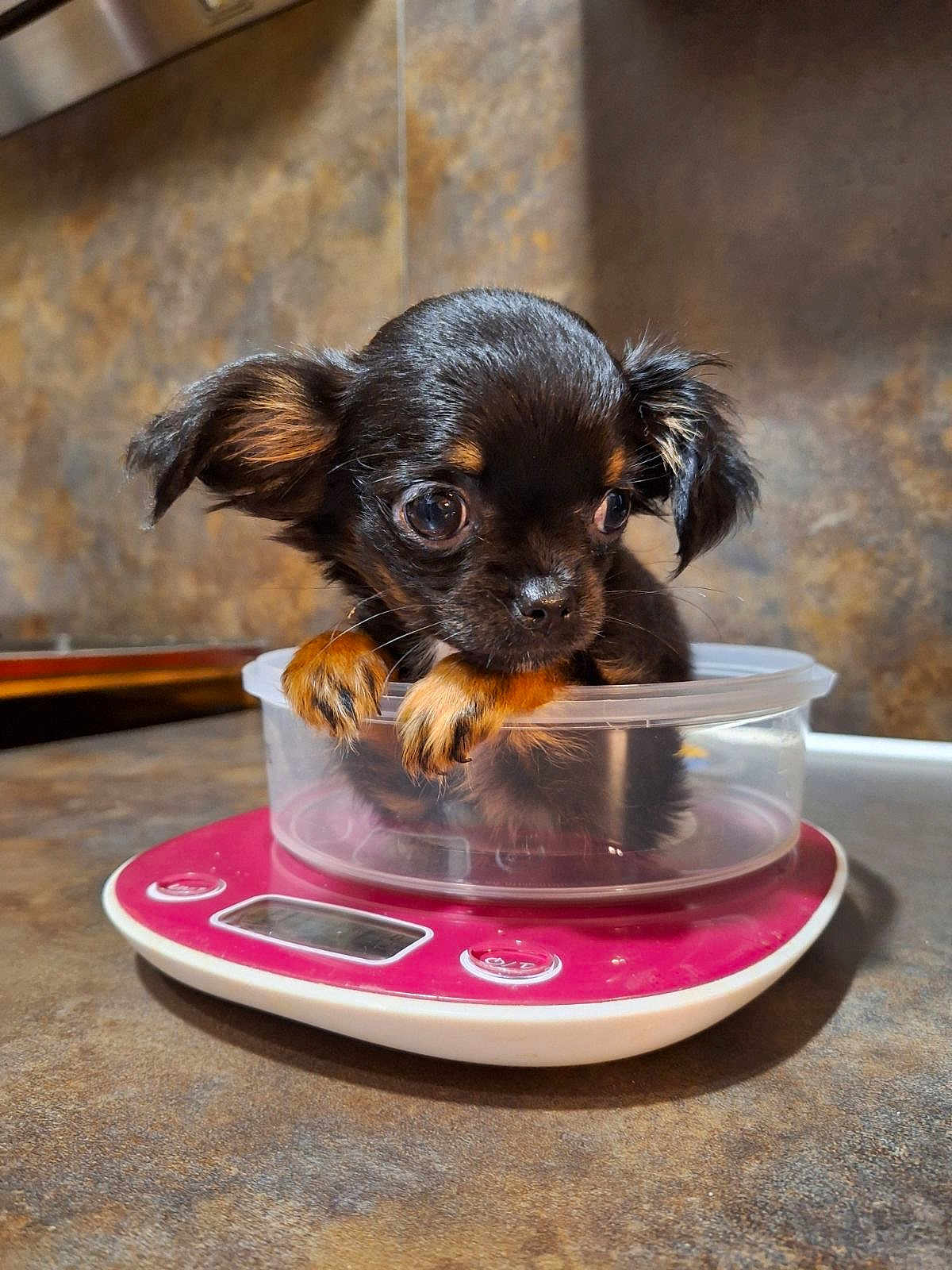 Lilo a rejoint le concours — aidez-le/la à gagner de superbes lots ! puppy, dog, small_dog, container, plastic_container, kitchen_scale, scale, brown_puppy, black_puppy, cute, pet, indoor, closeup, young_dog, curious, animal, domestic_animal, floor, countertop, ears