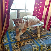 Joyeux a rejoint le concours — aidez-le/la à gagner de superbes lots ! animal, cat, colorful, cozy, curtain, daylight, domestic_cat, feather_toy, furniture, home, indoor, orange_cat, patterned, pet, relaxed, resting, table, tablecloth, white_cat, window