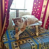 animal, cat, colorful, cozy, curtain, daylight, domestic_cat, feather_toy, furniture, home, indoor, orange_cat, patterned, pet, relaxed, resting, table, tablecloth, white_cat, window