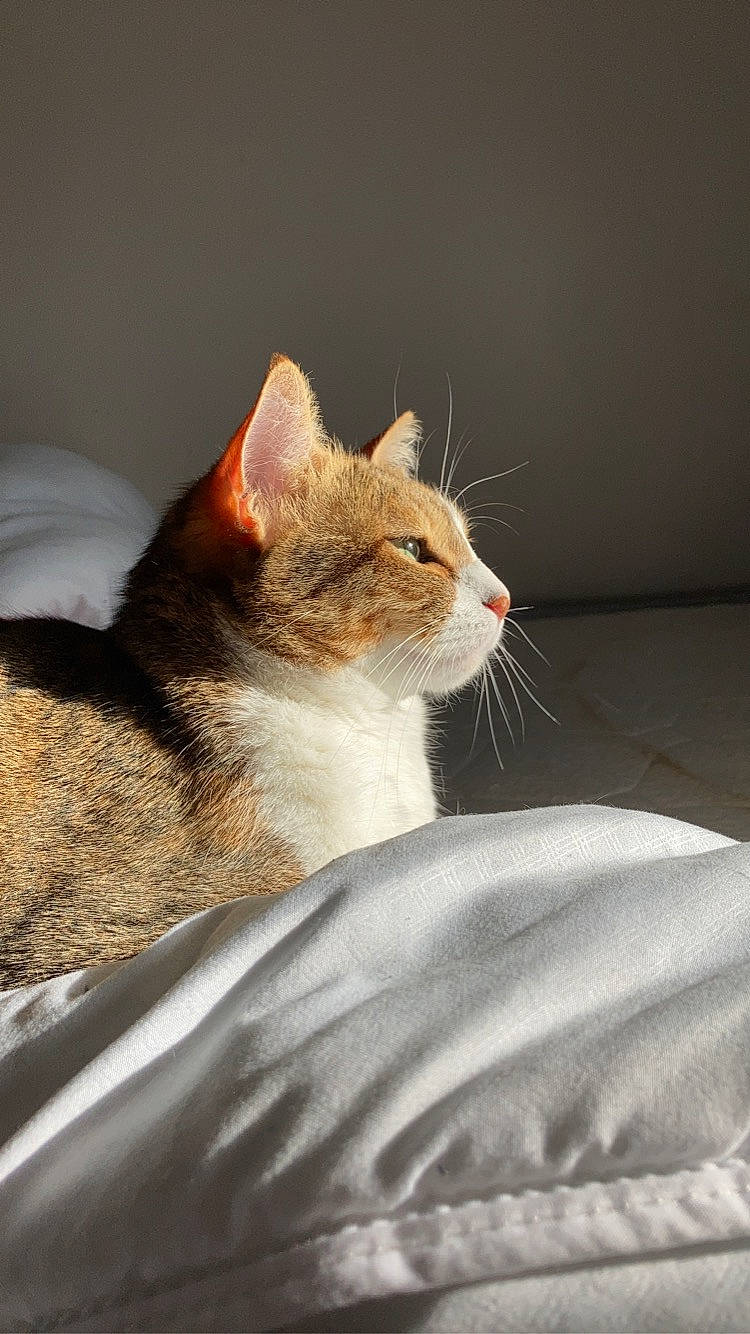 Olie a rejoint le concours — aidez-le/la à gagner de superbes lots ! carnivore, cat, claw, comfort, domestic_short_haired_cat, eye, fawn, felidae, fur, linens, paw, sitting, small_to_medium_sized_cats, snout, tail, terrestrial_animal, whiskers, wildlife, wood