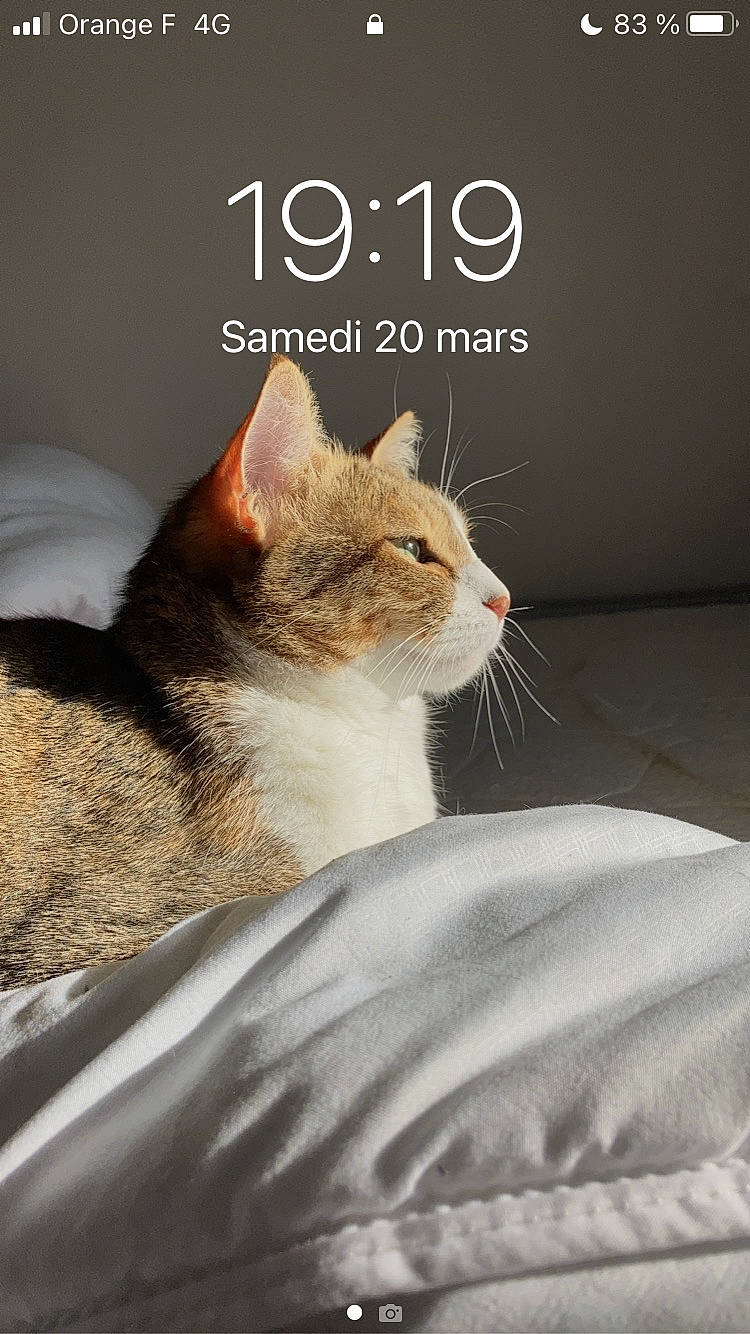 Olie a rejoint le concours — aidez-le/la à gagner de superbes lots ! carnivore, cat, claw, comfort, domestic_short_haired_cat, fawn, felidae, font, fur, paw, photo_caption, plant, publication, small_to_medium_sized_cats, snout, tail, terrestrial_animal, whiskers, wildlife, window