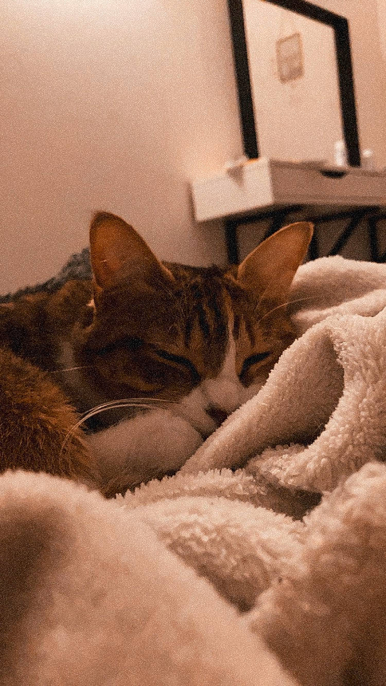 Olie a rejoint le concours — aidez-le/la à gagner de superbes lots ! bed, bedding, carnivore, cat, cloud, comfort, couch, fawn, felidae, flooring, grey, house, linens, mammal, paw, small_to_medium_sized_cats, snout, tail, whiskers, wood