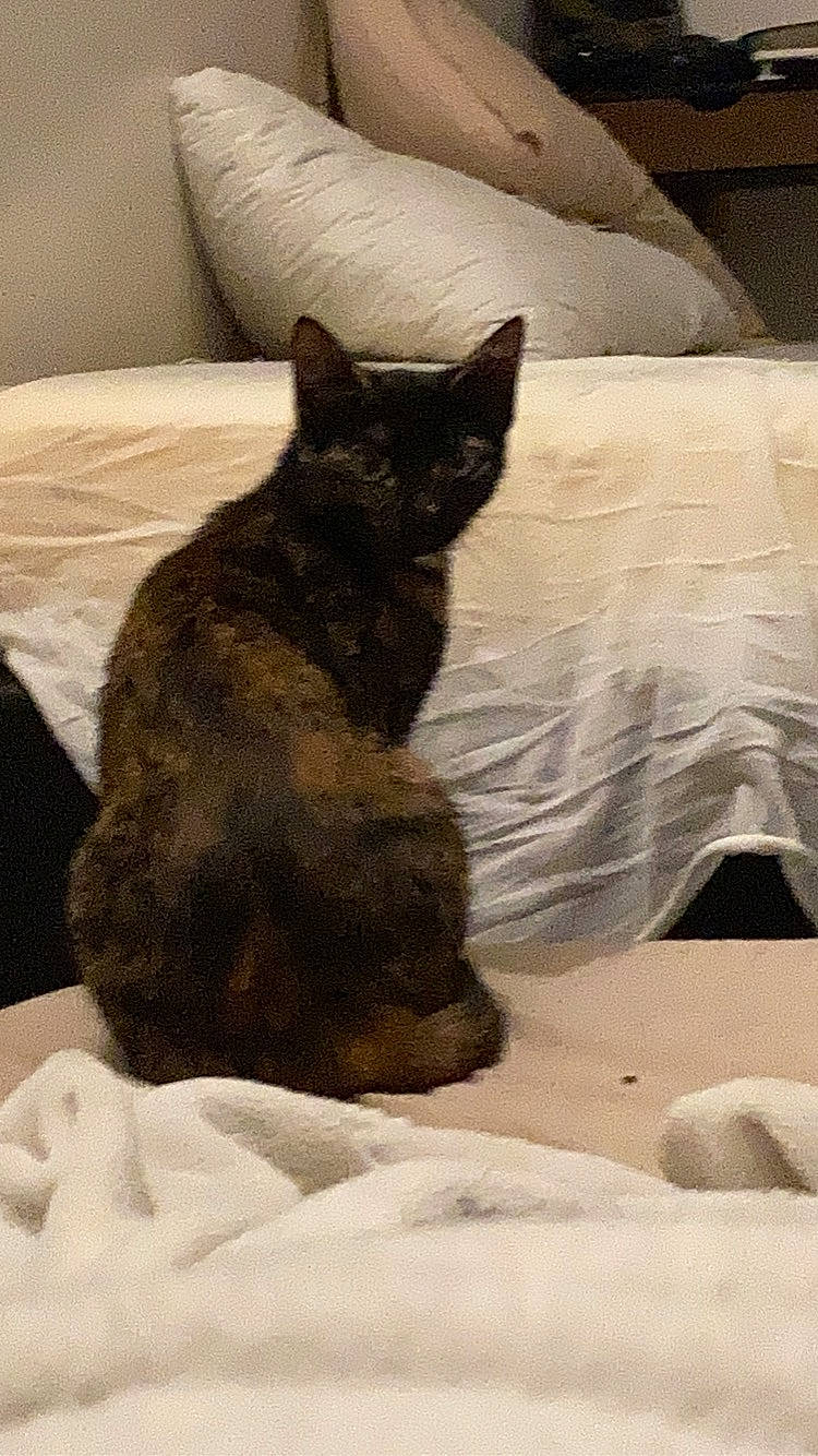 Noa participe au concours pour gagner de l'argent avec cette photo : bed, bedding, black_cat, carnivore, cat, comfort, domestic_short_haired_cat, felidae, fur, grey, linens, mammal, pillow, room, sand, small_to_medium_sized_cats, tail, terrestrial_animal, vertebrate, whiskers