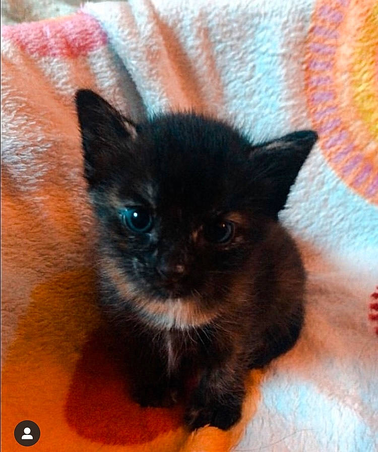 Noa a rejoint le concours — aidez-le/la à gagner de superbes lots ! black_cat, bombay, carnivore, cat, cat_supply, claw, domestic_short_haired_cat, electric_blue, fawn, felidae, fur, iris, small_to_medium_sized_cats, snout, tail, terrestrial_animal, whiskers, woven_fabric