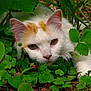 Shiffon participe au concours pour gagner de l'argent avec cette photo : animal, camouflage, cat, close_up, curious, ears, eyes, face, foliage, green_leaves, ground, nature, orange_spots, outdoor, pet, plants, strawberry, whiskers, white_cat, wildlife