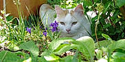 Shiffon participe au concours pour gagner de l'argent avec cette photo : animal, cat, close_up, fluffy, foliage, garden, grass, greenery, leaf, nature, orange_cat, outdoor, pet, plants, purple_flowers, relaxing, shady, sunlight, white_cat, wildlife