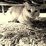Shiffon a rejoint le concours — aidez-le/la à gagner de superbes lots ! animal, carpet, cat, crouching, curious, feline, fluffy, home, indoor, low_angle, pet, quiet, sepia, shadow, soft_fur, still, texture, under_furniture, whiskers, wide_eyes