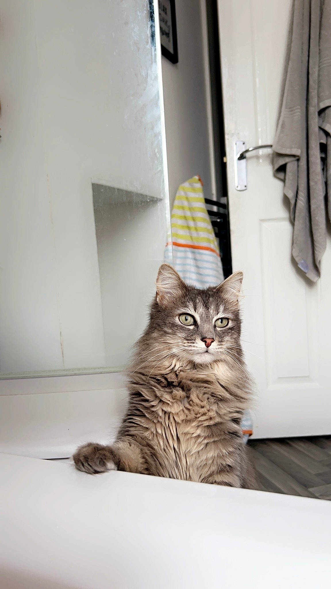 Daisy is registered to the contest to win money with this photo: carnivore, cat, claw, domestic_short_haired_cat, door, felidae, flooring, fur, grey, pattern, paw, plant, room, sitting, small_to_medium_sized_cats, tail, tree, whiskers, window, wood