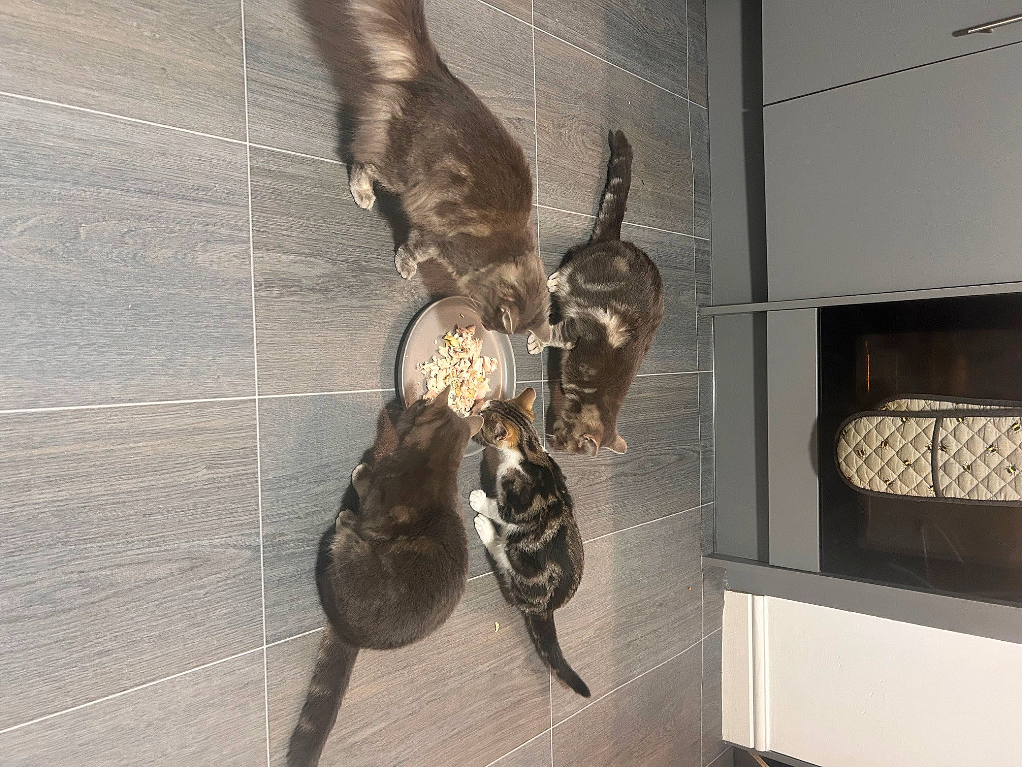 Daisy joined the competition — help win amazing prizes! bone, burmese_python, ceiling, claw, flooring, fossil, hardwood, horn, metal, museum, outdoor_shoe, python, python_family, room, skeleton, tail, terrestrial_animal, tourist_attraction, visual_arts, wood