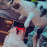 Lylo participe au concours pour gagner de l'argent avec cette photo : cat, dog, playing, interaction, pet, animal, indoor, cozy, blanket, shelf, fur, whiskers, paw, mouth_open, cute, friendship, sparkles, filter, home, pet_bond
