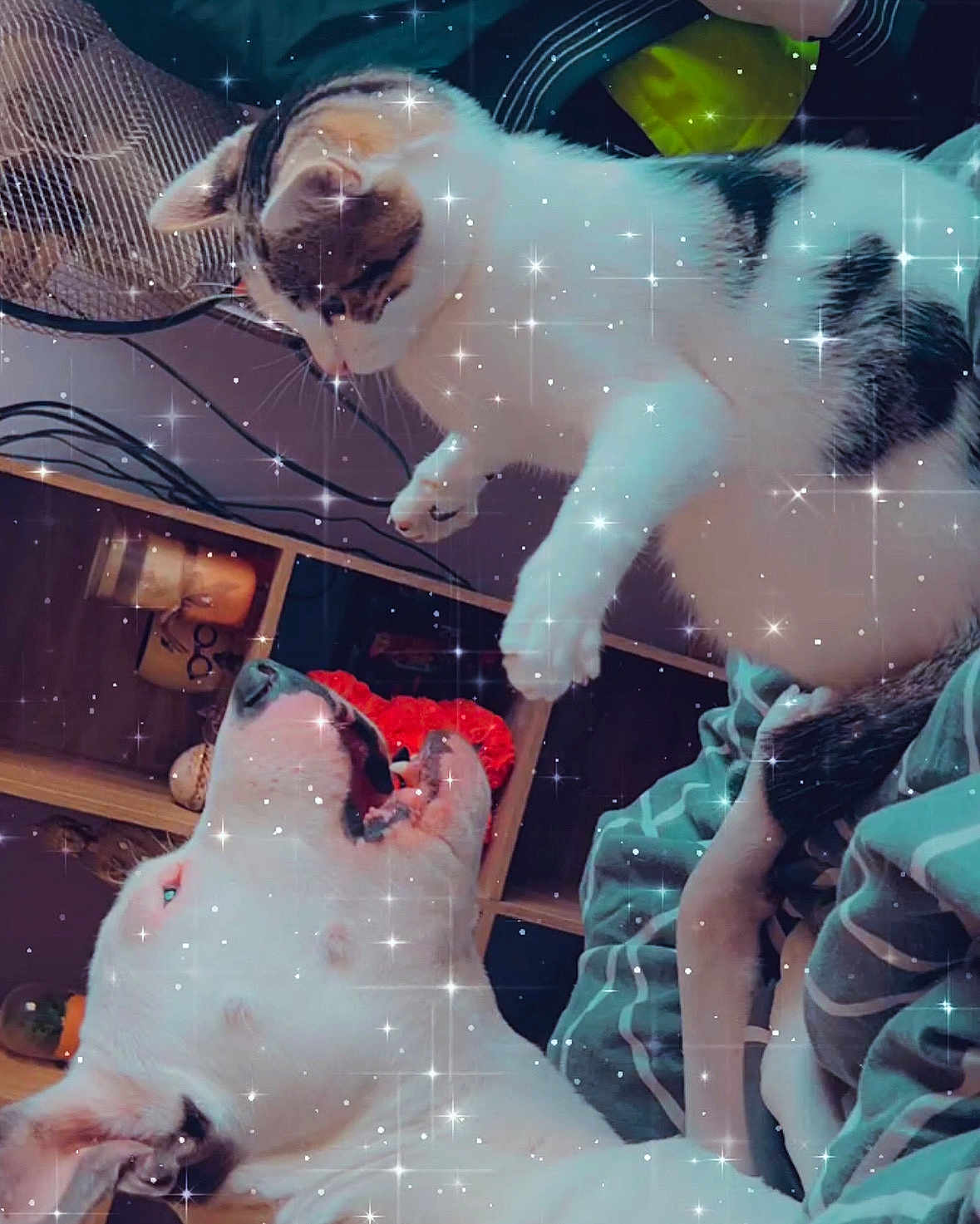 Lylo participe au concours pour gagner de l'argent avec cette photo : cat, dog, playing, interaction, pet, animal, indoor, cozy, blanket, shelf, fur, whiskers, paw, mouth_open, cute, friendship, sparkles, filter, home, pet_bond