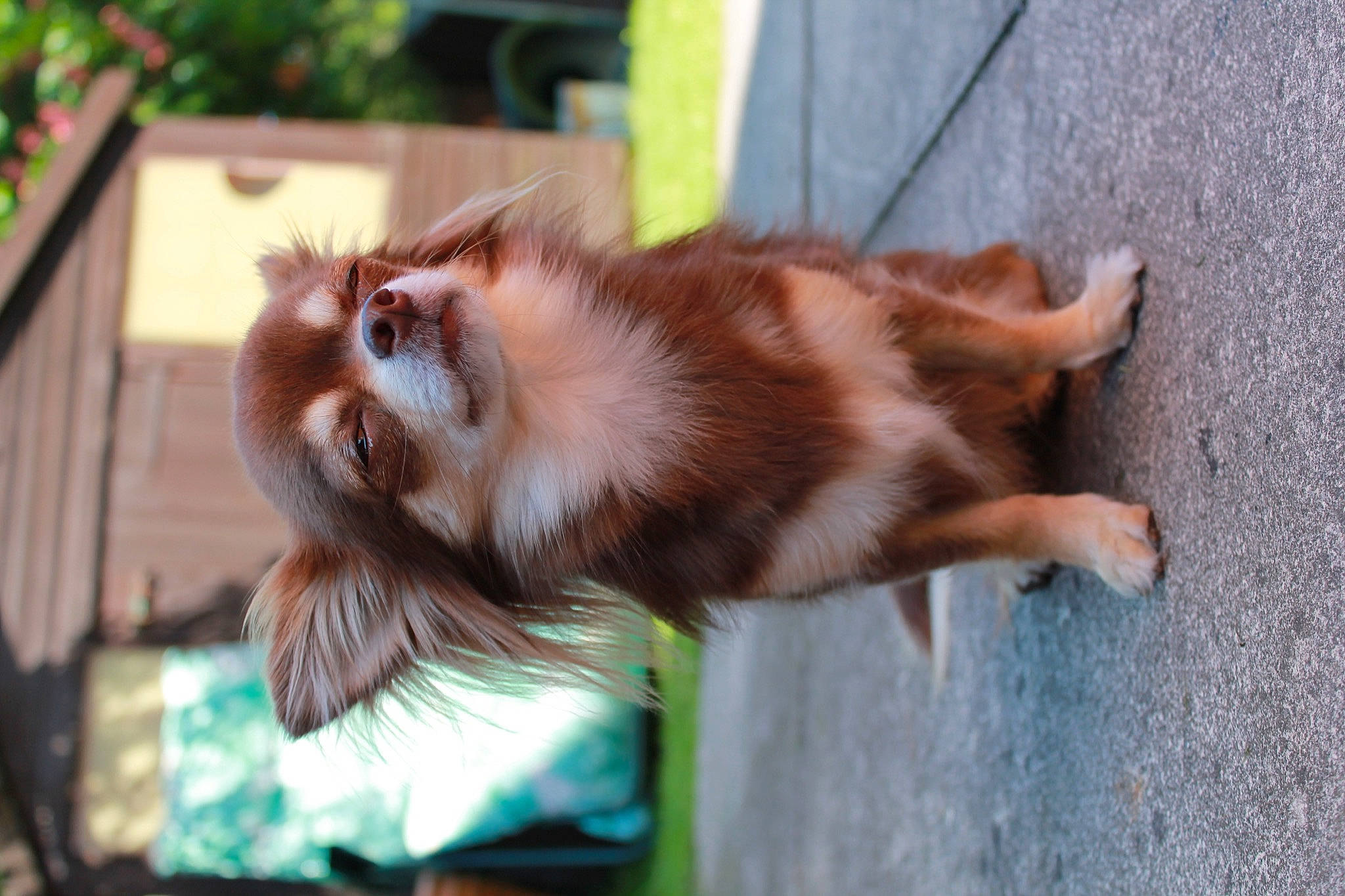 Darcy is registered to the contest to win money with this photo: canidae, carnivore, companion_dog, dog, dog_breed, fawn, felidae, fur, german_spitz, grass, liver, mammal, pomeranian, small_to_medium_sized_cats, snout, spaniel, spitz, sporting_group, tail, whiskers