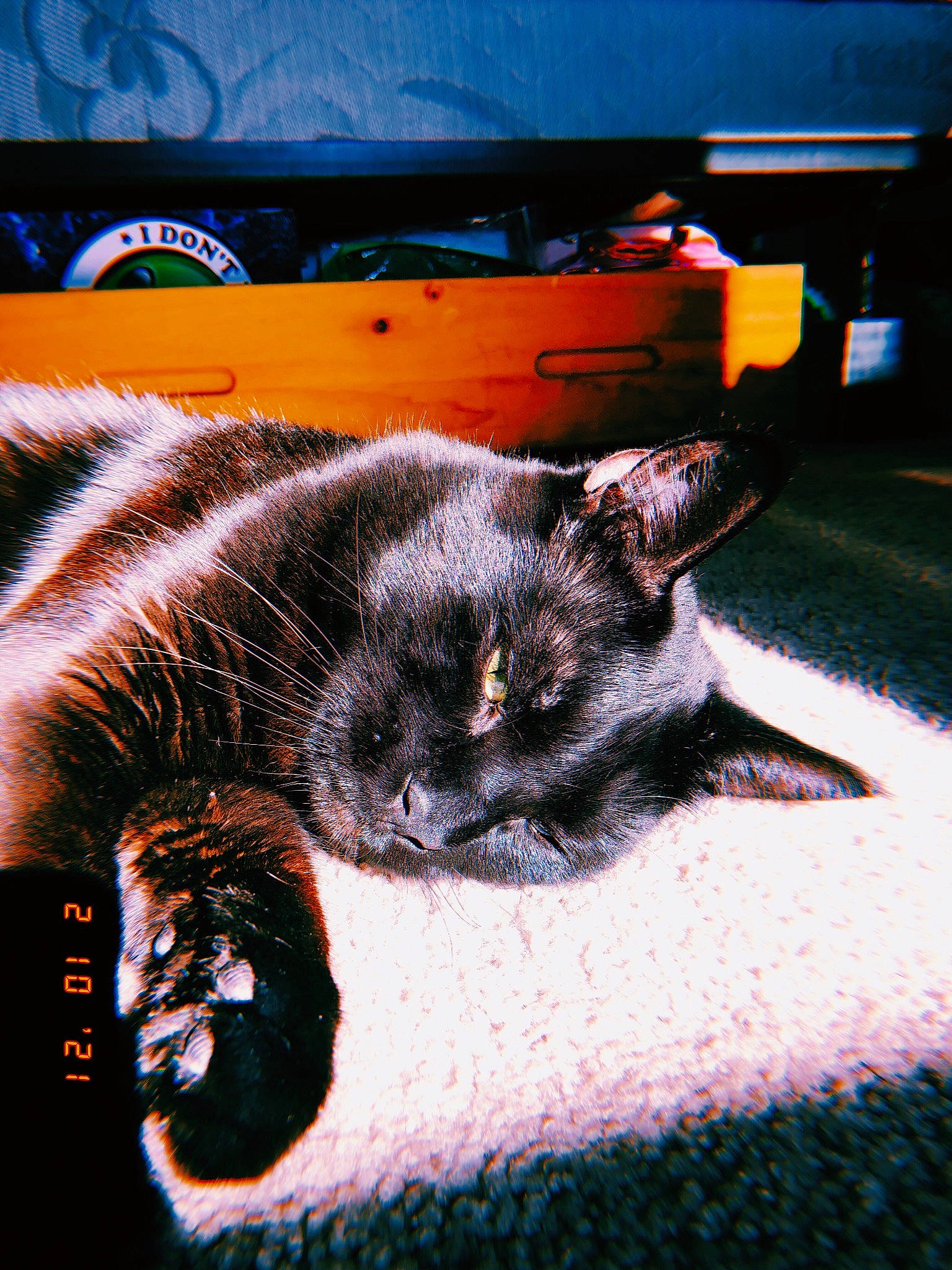 Astro is registered to the contest to win money with this photo: black_cat, bombay, carnivore, cat, comfort, couch, domestic_short_haired_cat, electric_blue, felidae, font, fur, linens, pattern, rectangle, small_to_medium_sized_cats, snout, tail, terrestrial_animal, tints_and_shades, whiskers