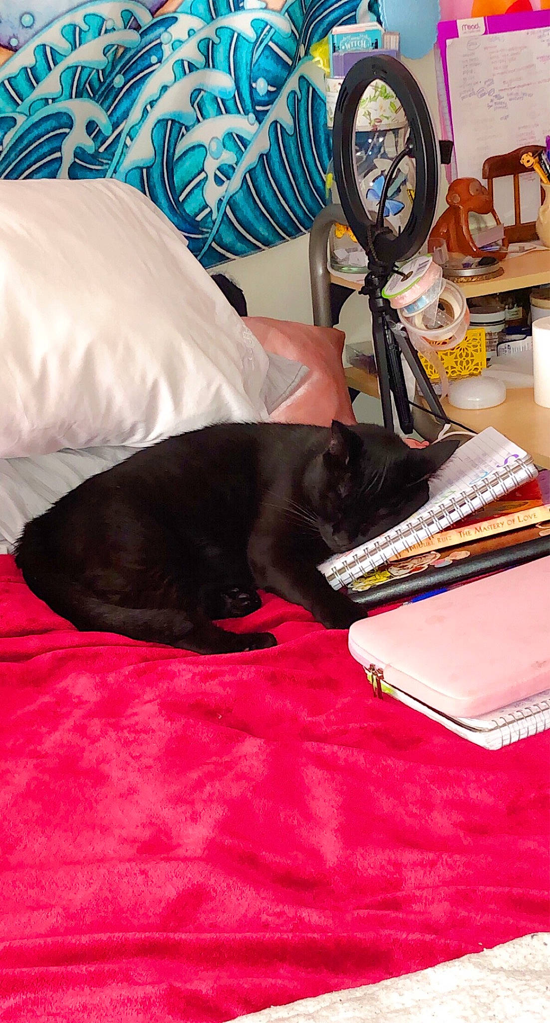 Astro joined the competition — help win amazing prizes! bag, bed_sheet, bedding, carmine, carnivore, carpet, comfort, companion_dog, dog_breed, fashion_accessory, felidae, flooring, linens, luggage_and_bags, magenta, mechanical_fan, room, small_to_medium_sized_cats, tablecloth, textile