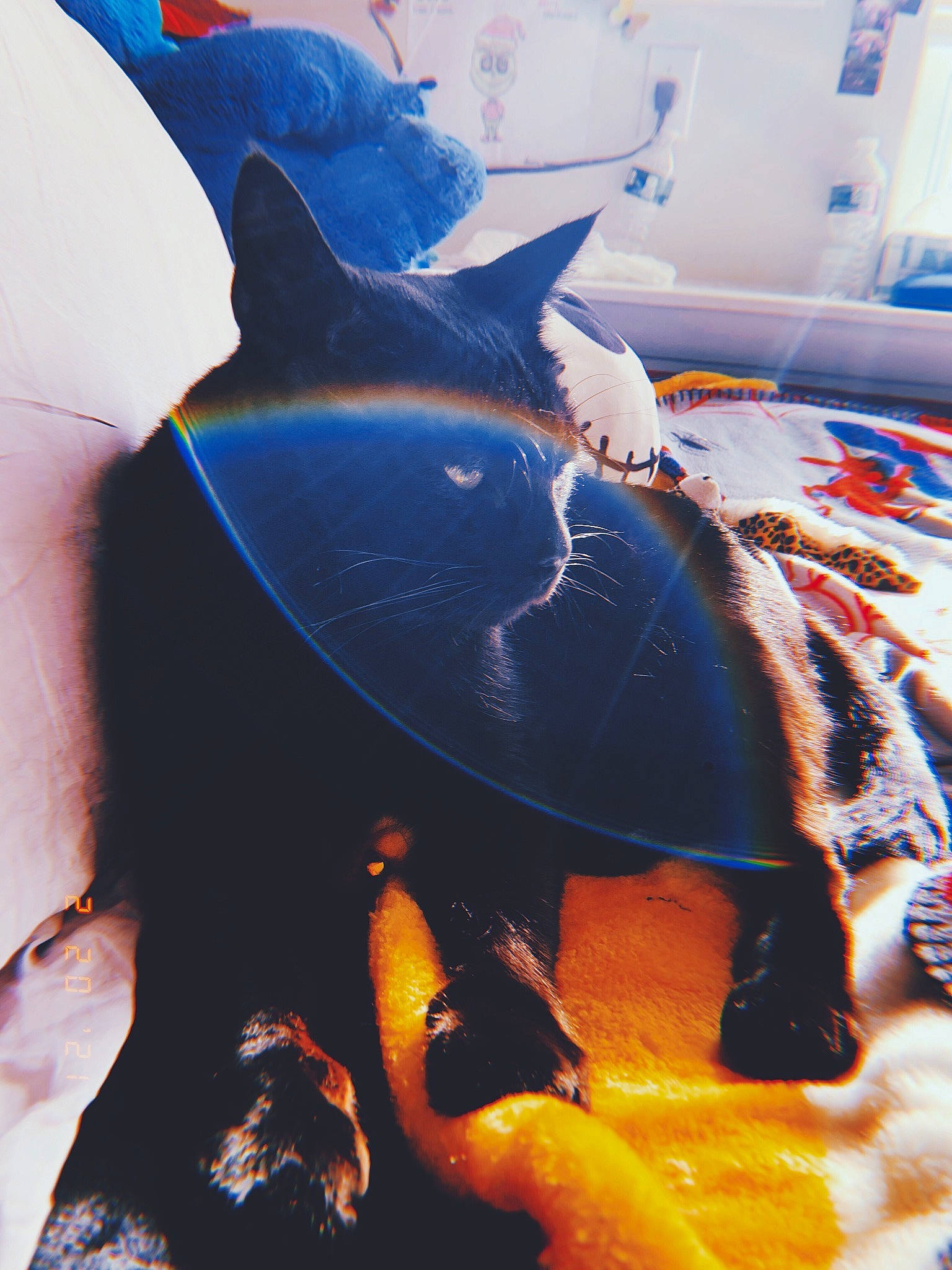 Astro joined the competition — help win amazing prizes! art, black_cat, carnivore, cat, comfort, electric_blue, felidae, fictional_character, fin, fish, fun, fur, headgear, linens, personal_protective_equipment, small_to_medium_sized_cats, tail, visual_arts, whiskers, window