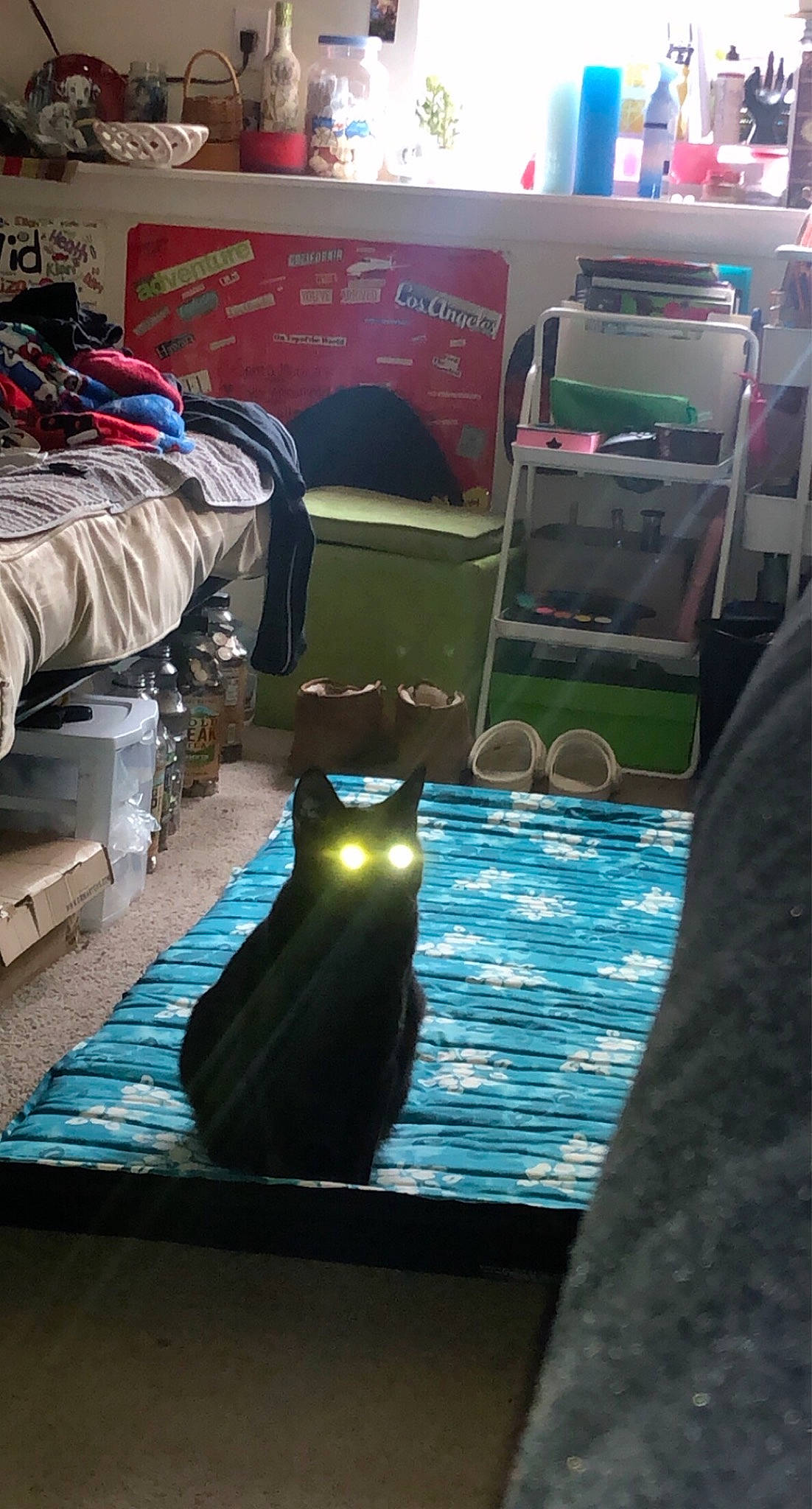 Astro joined the competition — help win amazing prizes! automotive_design, automotive_tire, baggage, carnivore, cat, city, felidae, flooring, leisure, linens, magenta, market, motor_vehicle, room, shadow, small_to_medium_sized_cats, tail, tire, water, whiskers