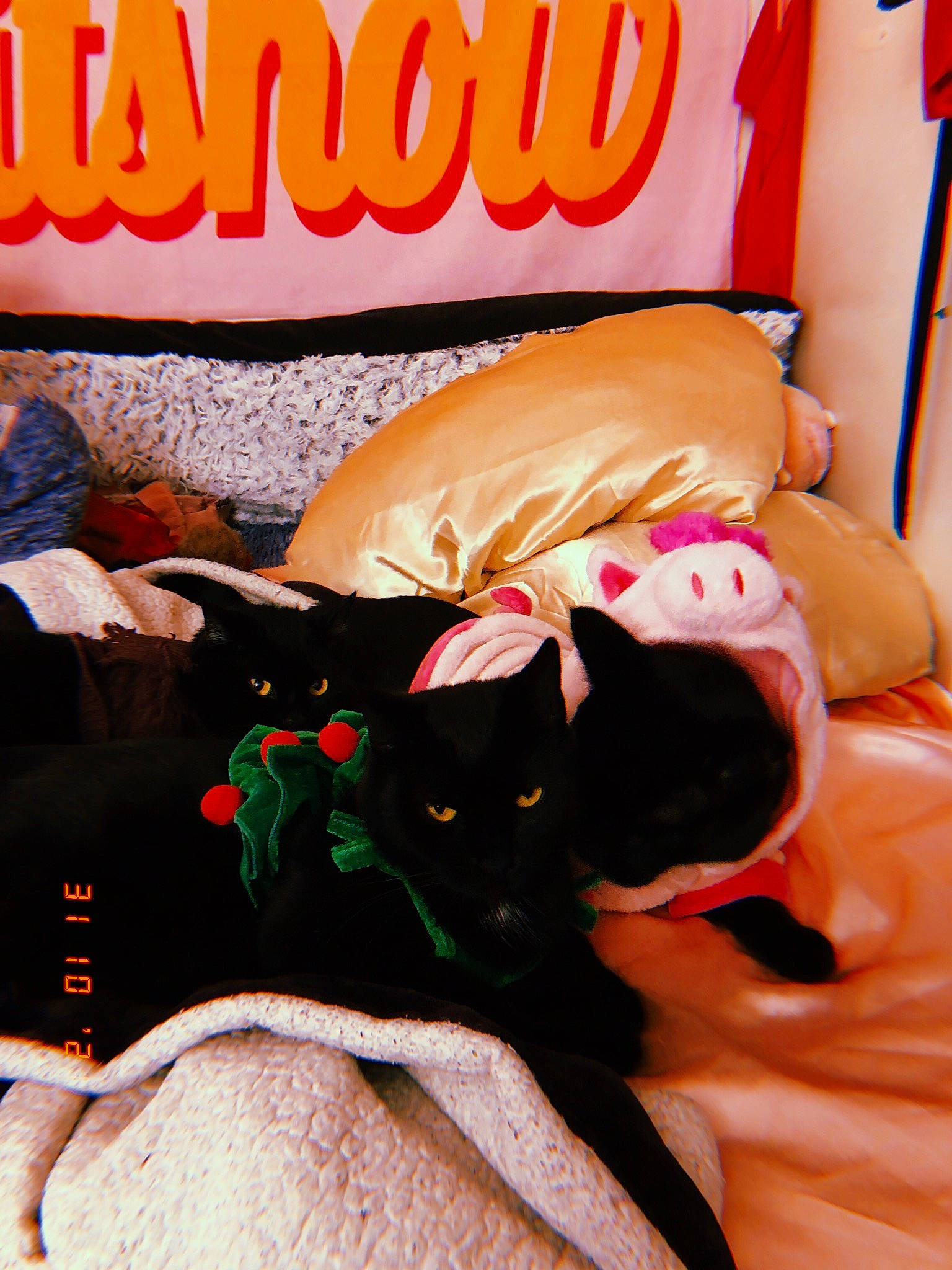 Poppy is registered to the contest to win money with this photo: bed, bedding, carnivore, cat, comfort, companion_dog, felidae, font, fur, gesture, human_leg, linens, orange, room, small_to_medium_sized_cats, tail, textile, thigh, toy, whiskers