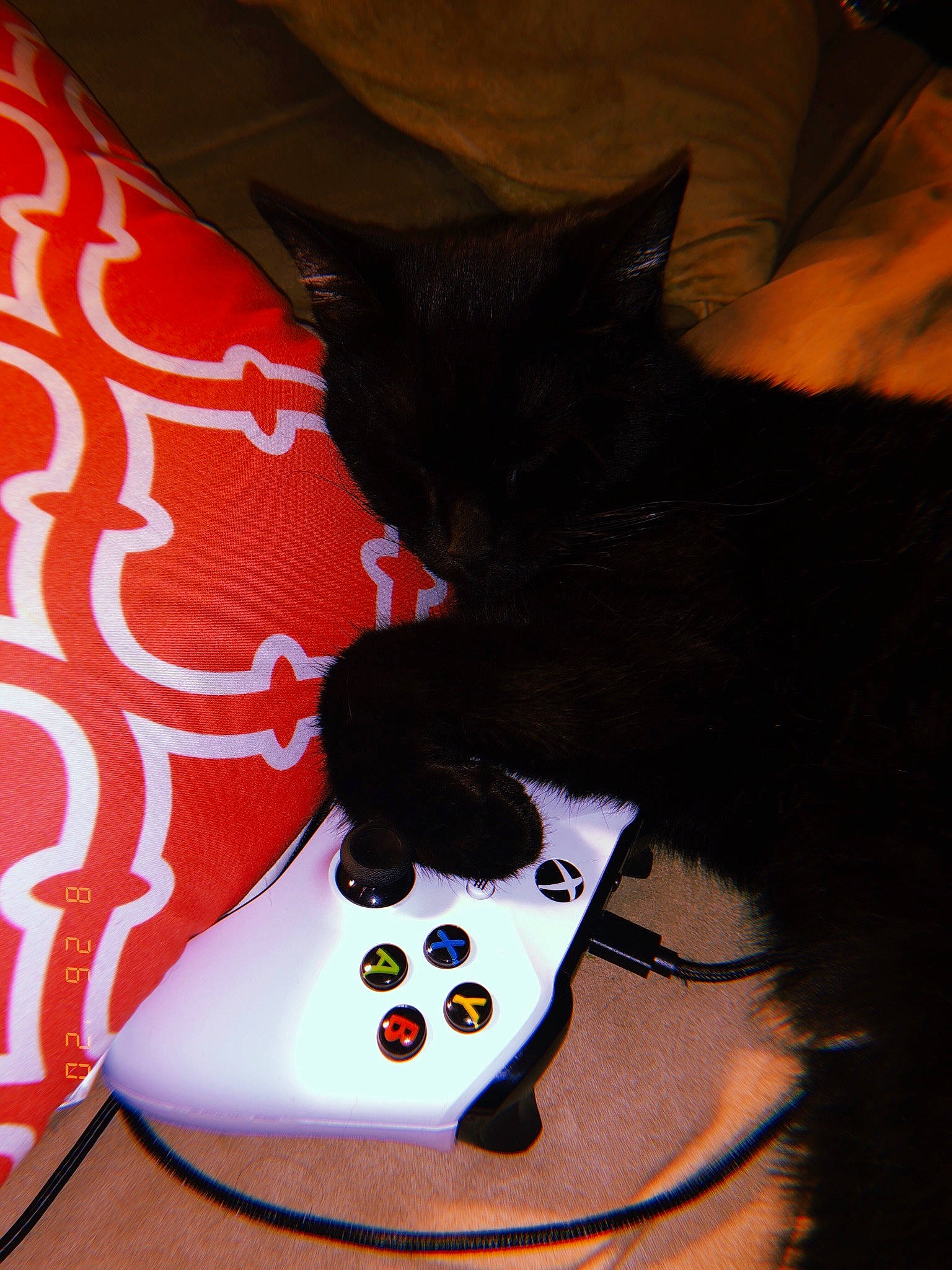 Poppy joined the competition — help win amazing prizes! audio_equipment, carmine, carnivore, cat, comfort, domestic_short_haired_cat, eyelash, eyewear, fashion_accessory, felidae, fur, gadget, human_leg, input_device, mobile_phone, nail, selfie, small_to_medium_sized_cats, tail, whiskers