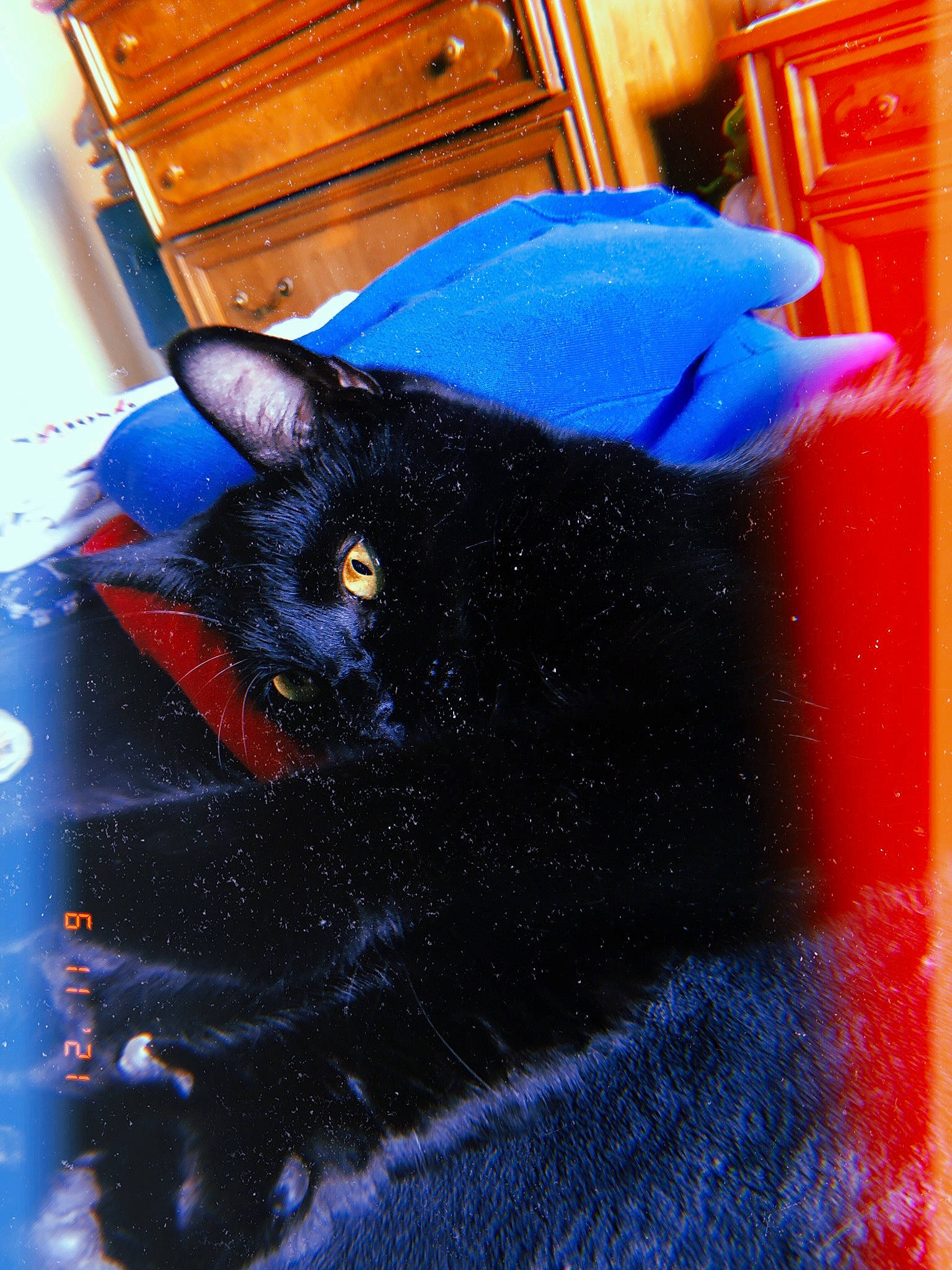 Poppy is registered to the contest to win money with this photo: black_cat, bombay, cabinetry, carmine, carnivore, cat, cupboard, domestic_short_haired_cat, door, drawer, electric_blue, felidae, fur, pattern, small_to_medium_sized_cats, snout, tail, terrestrial_animal, whiskers, wood