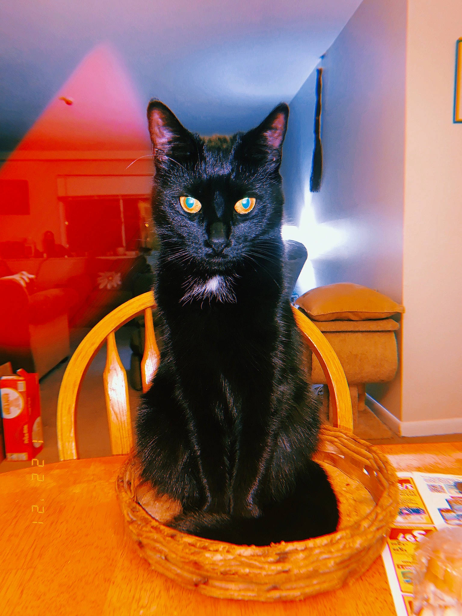 Salem is registered to the contest to win money with this photo: black_cat, bombay, carnivore, cat, cat_supply, chair, domestic_short_haired_cat, felidae, flooring, fur, hardwood, pet_supply, sitting, small_to_medium_sized_cats, snout, table, tail, varnish, whiskers, wood
