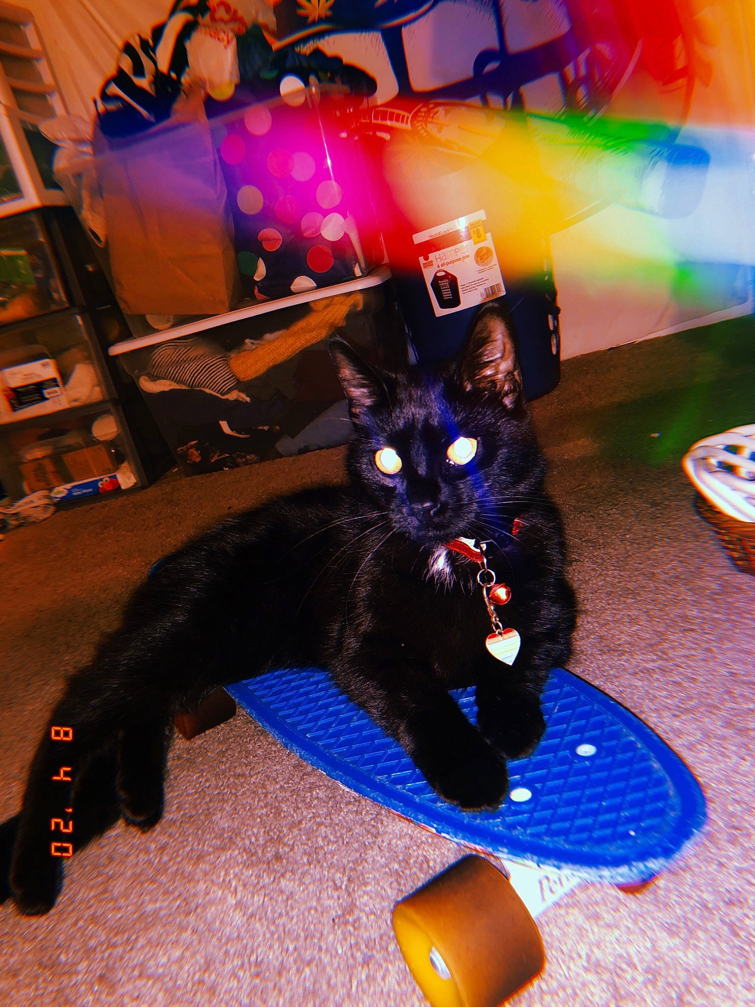 Salem joined the competition — help win amazing prizes! black_cat, bombay, carmine, carnivore, cat, costume, domestic_short_haired_cat, electric_blue, event, felidae, flooring, fun, fur, magenta, paw, purple, shoe, small_to_medium_sized_cats, tail, whiskers
