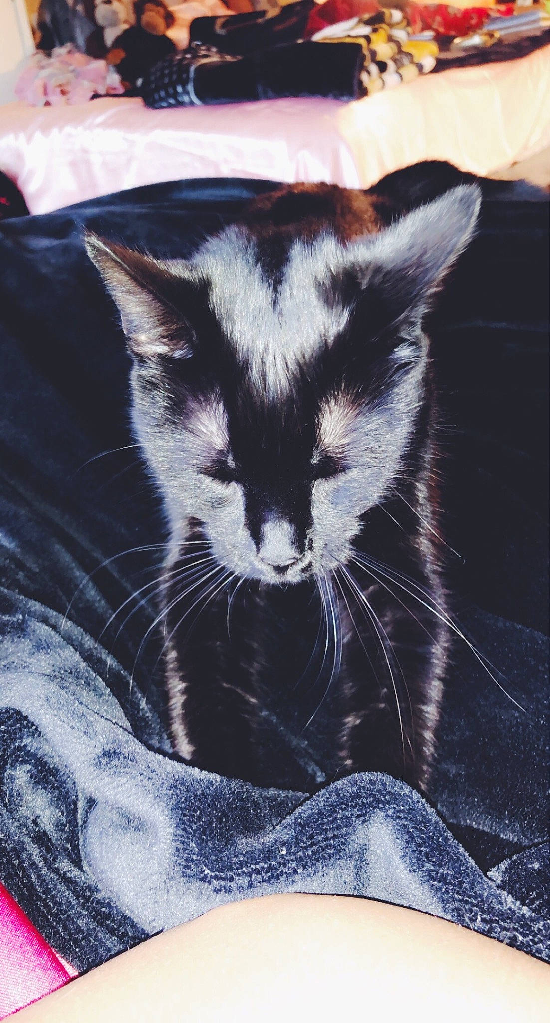 Salem is registered to the contest to win money with this photo: black_cat, carnivore, cat, claw, comfort, domestic_short_haired_cat, electric_blue, felidae, fur, nap, paw, photo_caption, sitting, small_to_medium_sized_cats, snout, tail, terrestrial_animal, whiskers