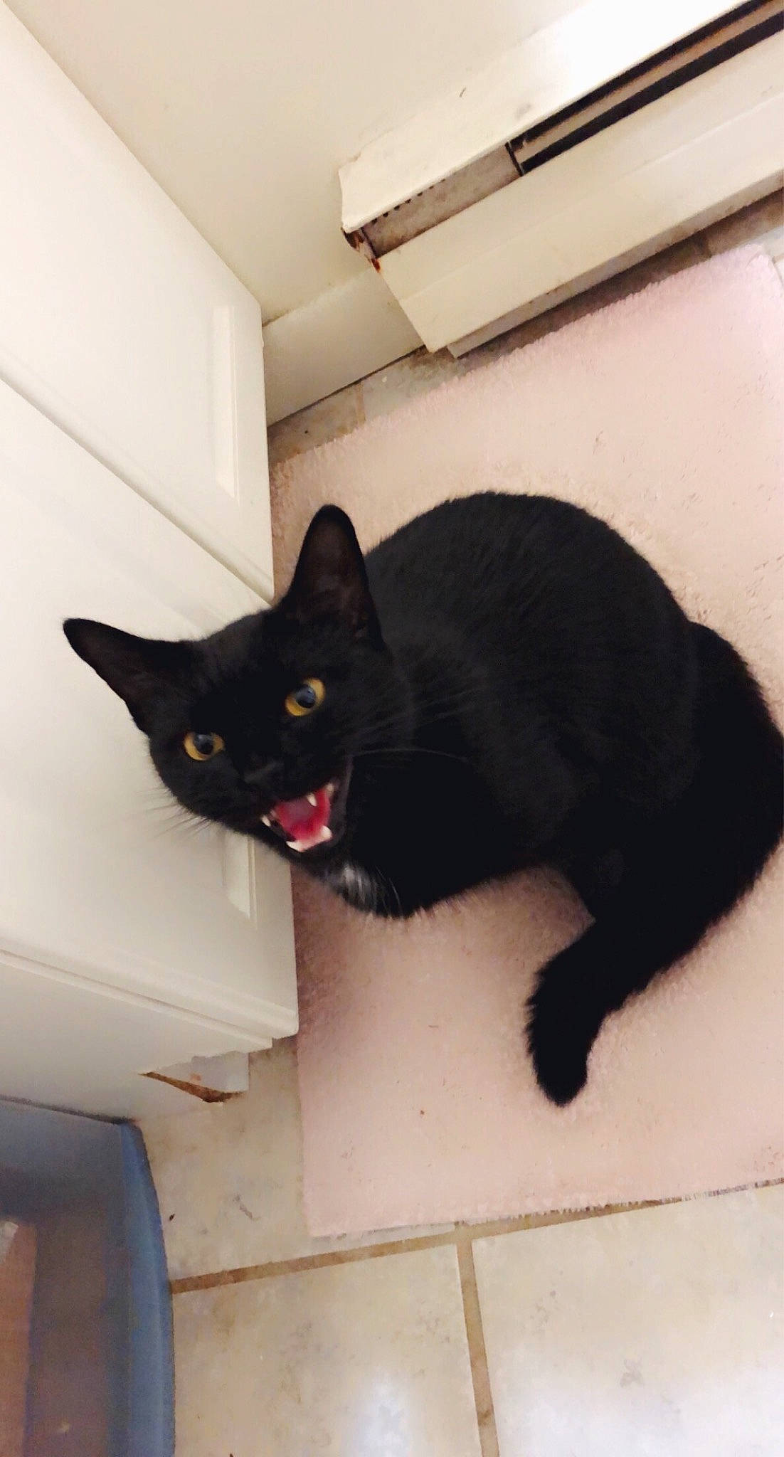 Salem joined the competition — help win amazing prizes! black_cat, carnivore, cat, domestic_short_haired_cat, felidae, flooring, fur, hardwood, paw, pet_supply, small_to_medium_sized_cats, snout, tail, whiskers, wood
