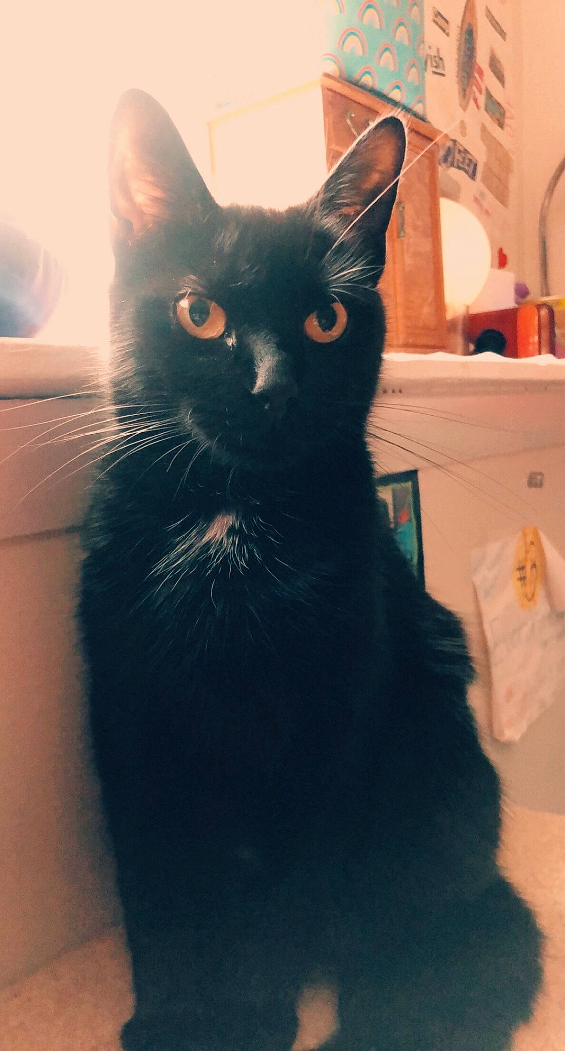 Salem is registered to the contest to win money with this photo: black_cat, bombay, box, carnivore, cat, domestic_short_haired_cat, electric_blue, felidae, fur, shadow, small_to_medium_sized_cats, snout, tail, terrestrial_animal, tints_and_shades, whiskers, window