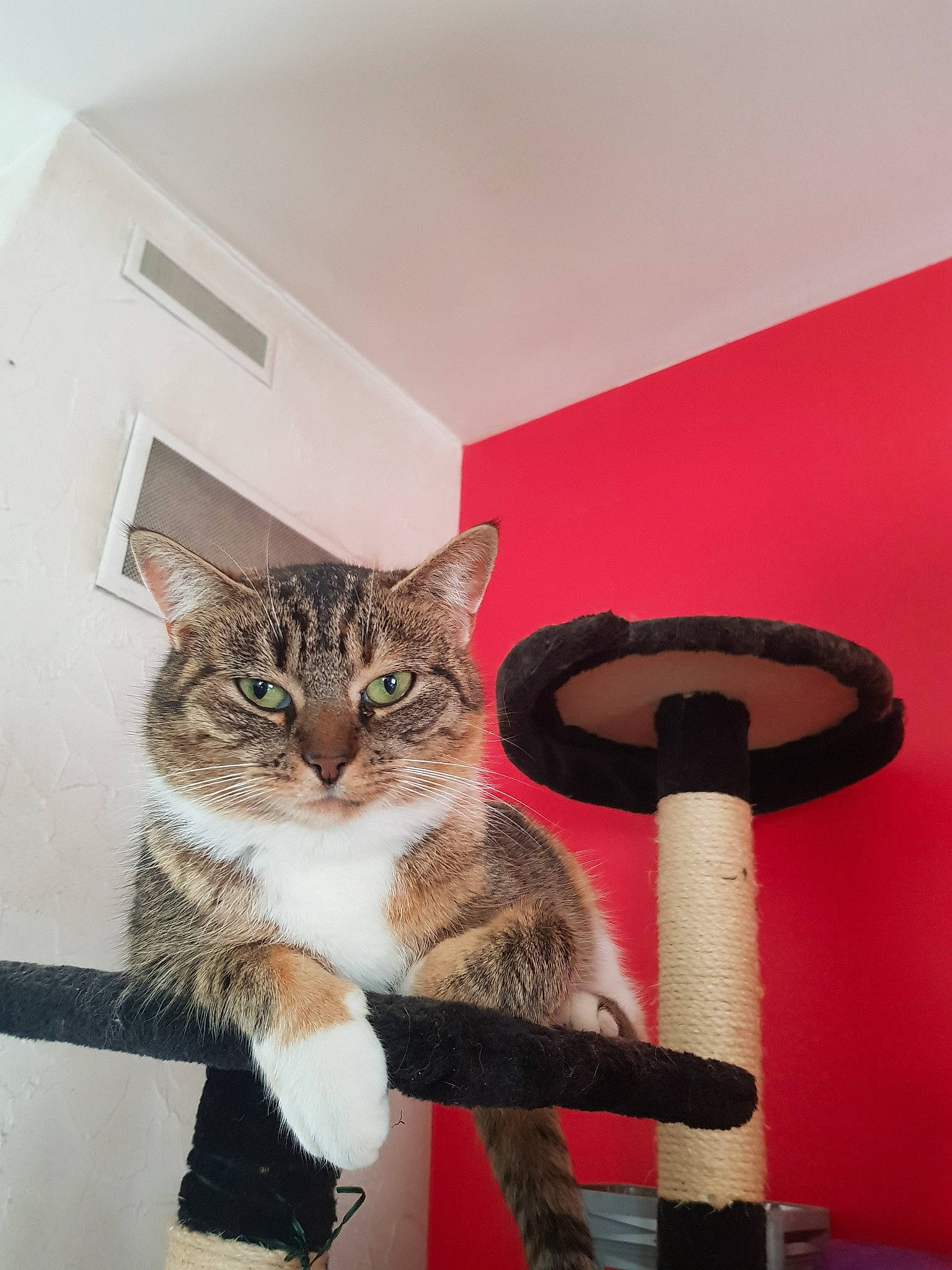 Kitty participe au concours pour gagner de l'argent avec cette photo : asian, carnivore, cat, domestic_short_haired_cat, european_shorthair, fawn, felidae, fur, kitten, polydactyl_cat, small_to_medium_sized_cats, tabby_cat, whiskers